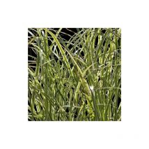 Miscanthus, Roseau de Chine Variegatus/Pot de 3L