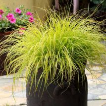 Plantes Avenue - Herbe aux écouvillons Lumen gold 'js jommenik'/Pot de 3L