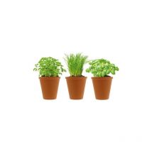 Herbes aromatiques et pots en terre cuite