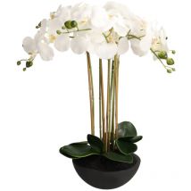 Herzstück Orchidios