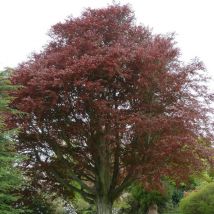 Hêtre commun Pourpre/Pot de 35L