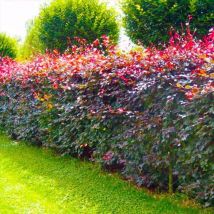 Hêtre Pourpre (Fagus Sylvatica Atropurpurea)