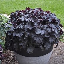 2 Heuchères 'Black Taffeta' (Heuchera) - Vendu par 2