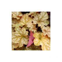 Plantes Avenue - Heuchere Ginger Ale | Conditionnement: Lot de 5 godets