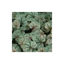 Plantes Avenue - Heuchere Silver Scrolls | Conditionnement: Lot de 9 godets