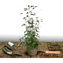 Plantes Avenue - Hibiscus, Althéa French Cabaret Red 'Mindour1'/Pot de 4L