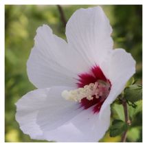 Plantes Avenue - Hibiscus, Althéa French Point 'Minfren'/Pot de 7,5L