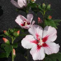 Hibiscus, Althéa Hamabo/Pot de 7,5L