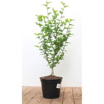 Hibiscus syriacus 'Hamabo' c 4 60- 80