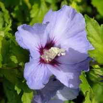 Hibiscus, Althéa Oiseau Bleu/Pot de 4L