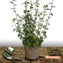 Hibiscus, Althéa Woodbridge/Pot de 7,5L