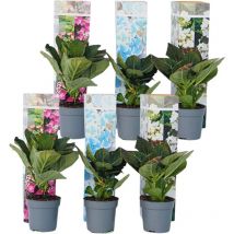 Plant In A Box - Hortensia - Set de 6 - Hydrangea macrophylla - Hauteur 25-40cm - 9cm
