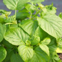 Hortensia grimpant Skylands Giant/Pot de 1,5L