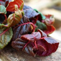 Hortensia grimpant Winter surprise/Pot de 1,5L