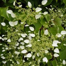 Hortensia grimpant hydrangeoïdes/Pot de 2L