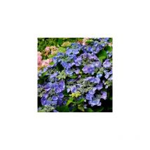 Hortensia macrophylla blaumeise - Arbre/arbuste