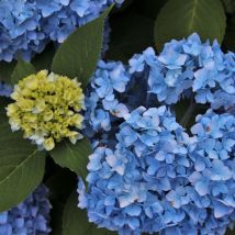 Hortensia macrophylla Bodensee/Godet