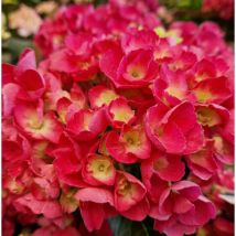 Hortensia macrophylla 'Julisa'/Pot de 1,5L