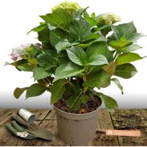 Hortensia macrophylla Rose/Pot de 7,5L