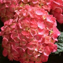 Hortensia macrophylla Rouge/Pot de 7,5L