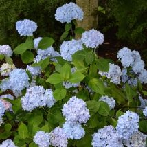Hortensia macrophylla So Long Ebony 'MONMAR'/Godet