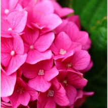 Hortensia macrophylla 'Sybilla'/Pot de 1,5L