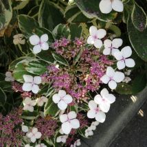 Hortensia macrophylla Tricolor/Pot de 7,5L