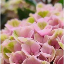 Hortensia macrophylla 'Valvert' /Godet