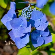 Hortensia Macrophylle 'Blaumeise' (Hydrangea Macrophylla)