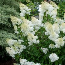 Hortensia paniculata Grandiflora/Pot de 1,5L