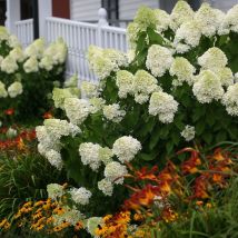 Hortensia paniculata Limelight/Pot de 7,5L