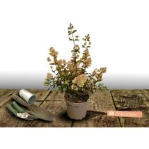 Hortensia paniculata Phantom/Pot de 4L