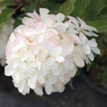 Hortensia paniculata Phantom/Pot de 15L