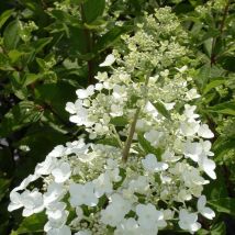 Hortensia paniculata Unique/Pot de 1,5L