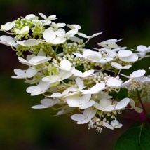 Pépinières Naudet - Hortensia Paniculé 'Kyushu' (Hydrangea Paniculata 'Kyushu')