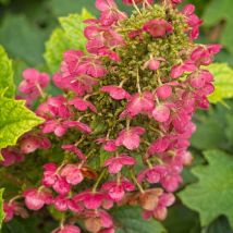 Hortensia à feuilles de chêne Amethyst/Pot de 1,5L