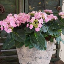 Hortensia macrophylla you&me Romance 'rie 09'/Pot de 1,5L