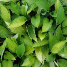 Plantes Avenue - Hosta Gold Standard | Conditionnement: Lot de 9 godets