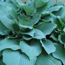 Hosta Krossa Regal/Godet