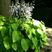 Hosta Sum and Substance/Godet - Violette