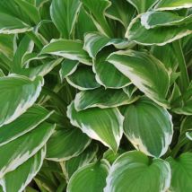 Hosta x Wide Brim/Godet