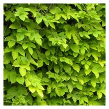 Houblon doré/Godet
