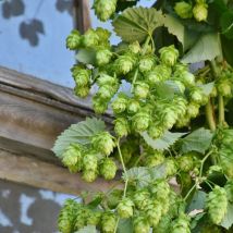 Houblon Nordbrau (Femelle)/Godet