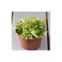 Houseplant Drosera (Capensis) 9cm Pot x 1