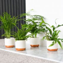 Houseplant Starter Green Mix 6cm Pot x 1 (Height 20cm)