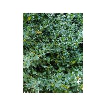 Houx commun – Plante verte – Hauteur : 500 cm – Exposition : soleil, mi-ombre, ombre – LE JARDIN DU PIC VERT