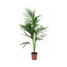 Howea Forsteriana Kentia - H 100/120 cm Vaso da Coltura Ø 20 cm