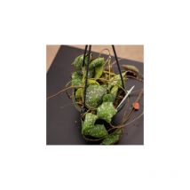 Hoya imbricata fiore di cera vaso 15