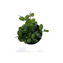 Hoya matilde vaso 5,5CM fiore di cera foto reale