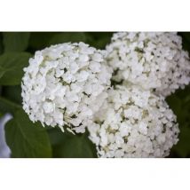 Hydrangea arborescens 'Strong Annabelle' -r- c 40- 60